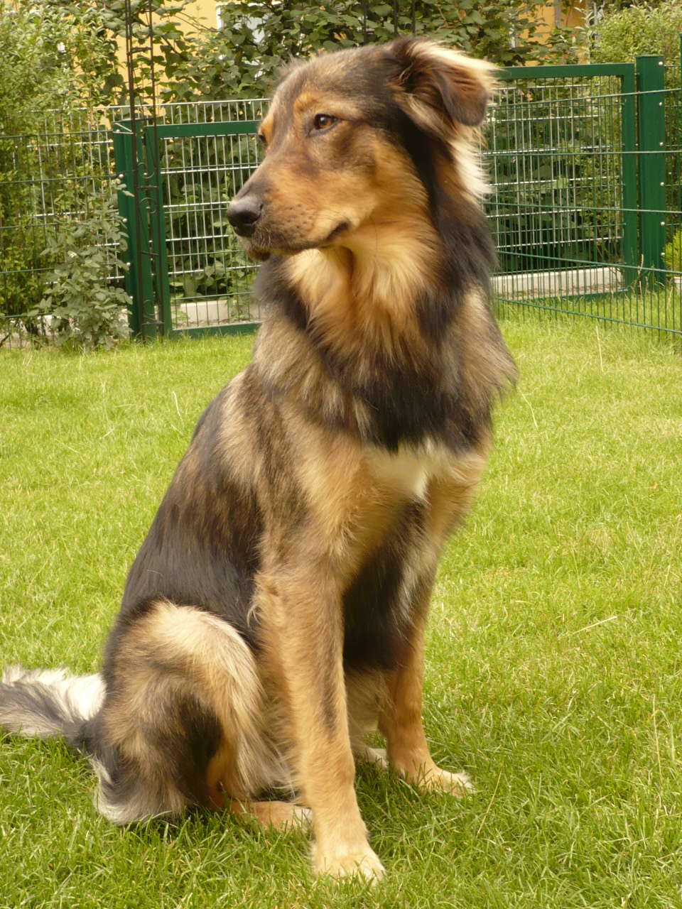 Malu (Kroatischer Hütehund, Berner Sennenhund, Collie, Leonberger) Berner Sennenhund Collie Kroatischer Hütehund Leonberger 